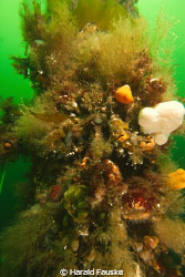 a mix of sponges, soft corall, anemones...., living on th... by Harald Fauske 
